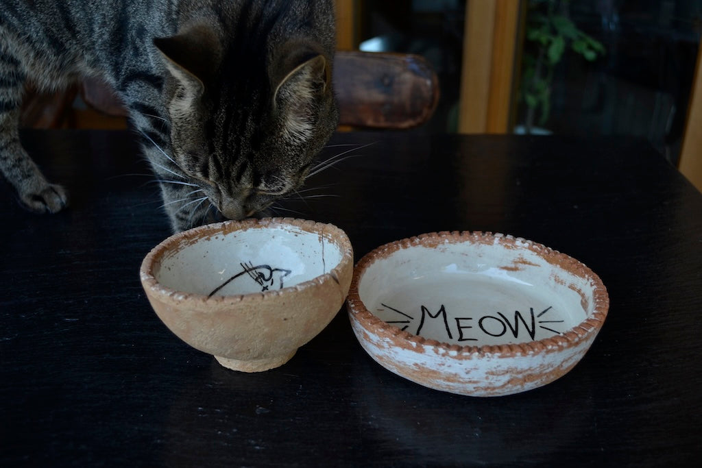 Cat - Cute cat food bowl